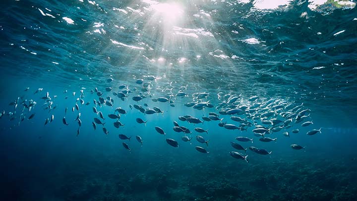 Descubra a importância do mar para a saúde humana e do planeta