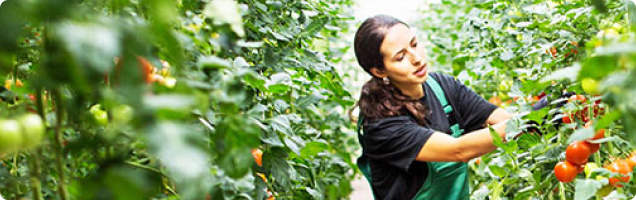 FEI Agricultura e Sustentabilidade
