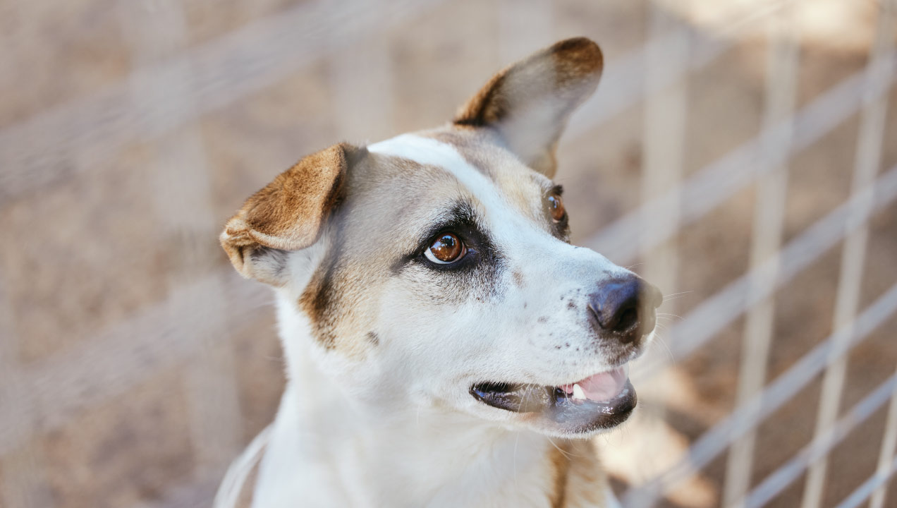 Cão atrás de uma rede num espaço exterior