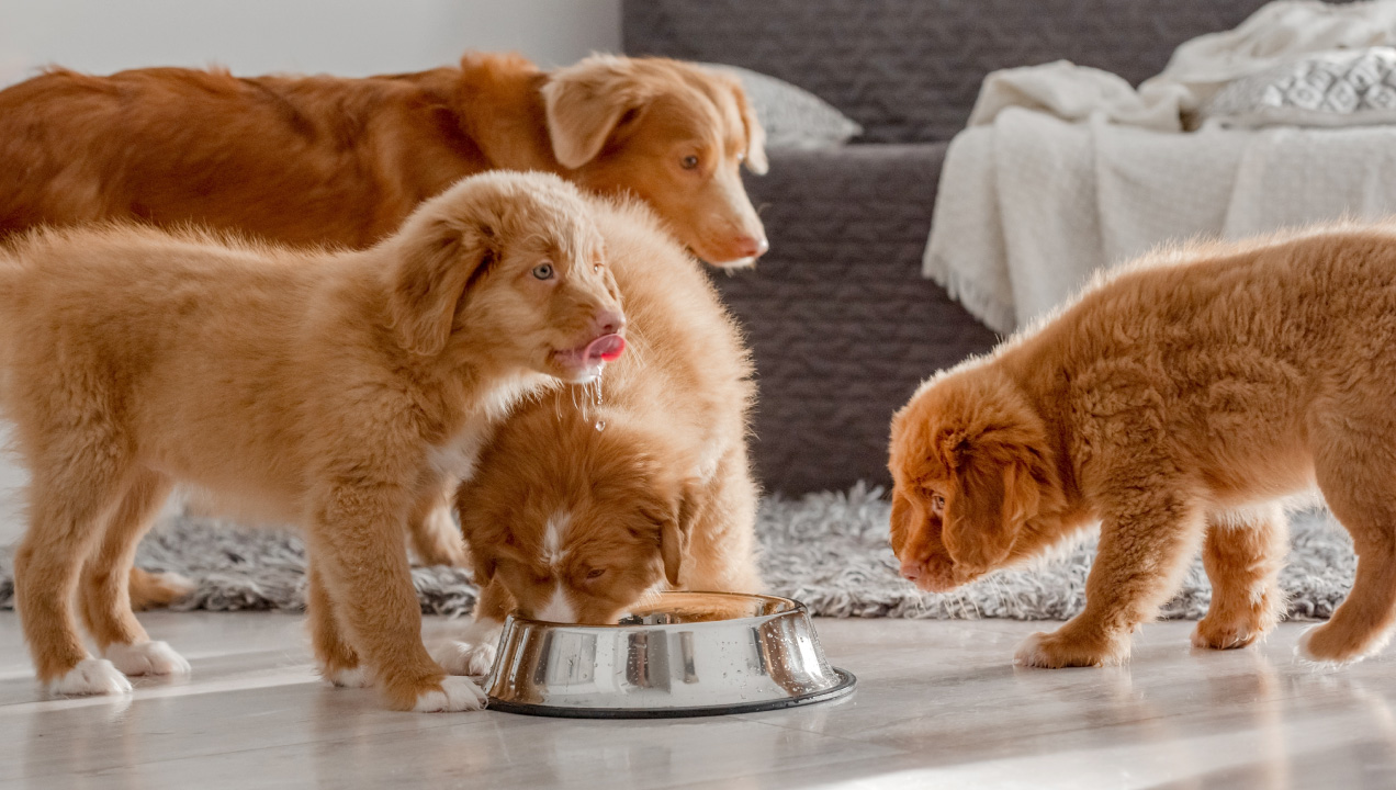 Quatro cães numa sala de estar a comerem ração