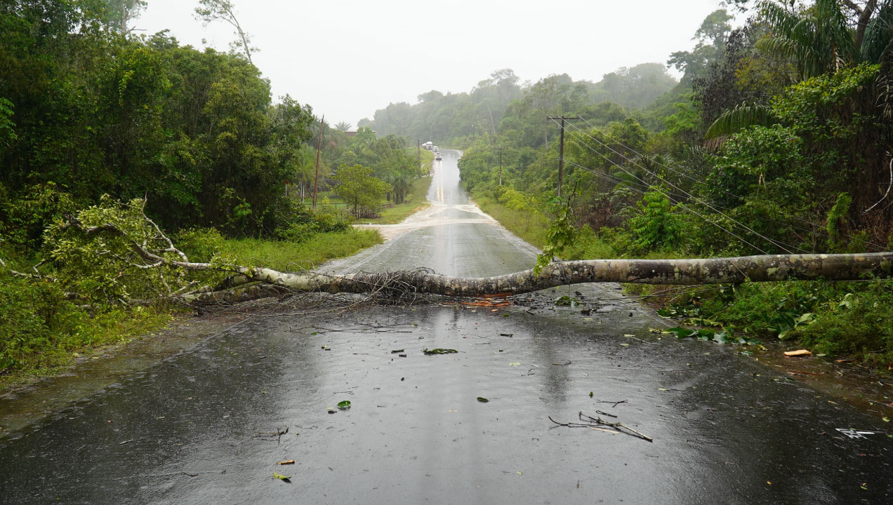 Árvore caída no meio da estrada devido a tempestade