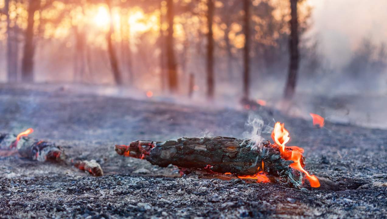 Tronco de uma árvore a queimar no chão