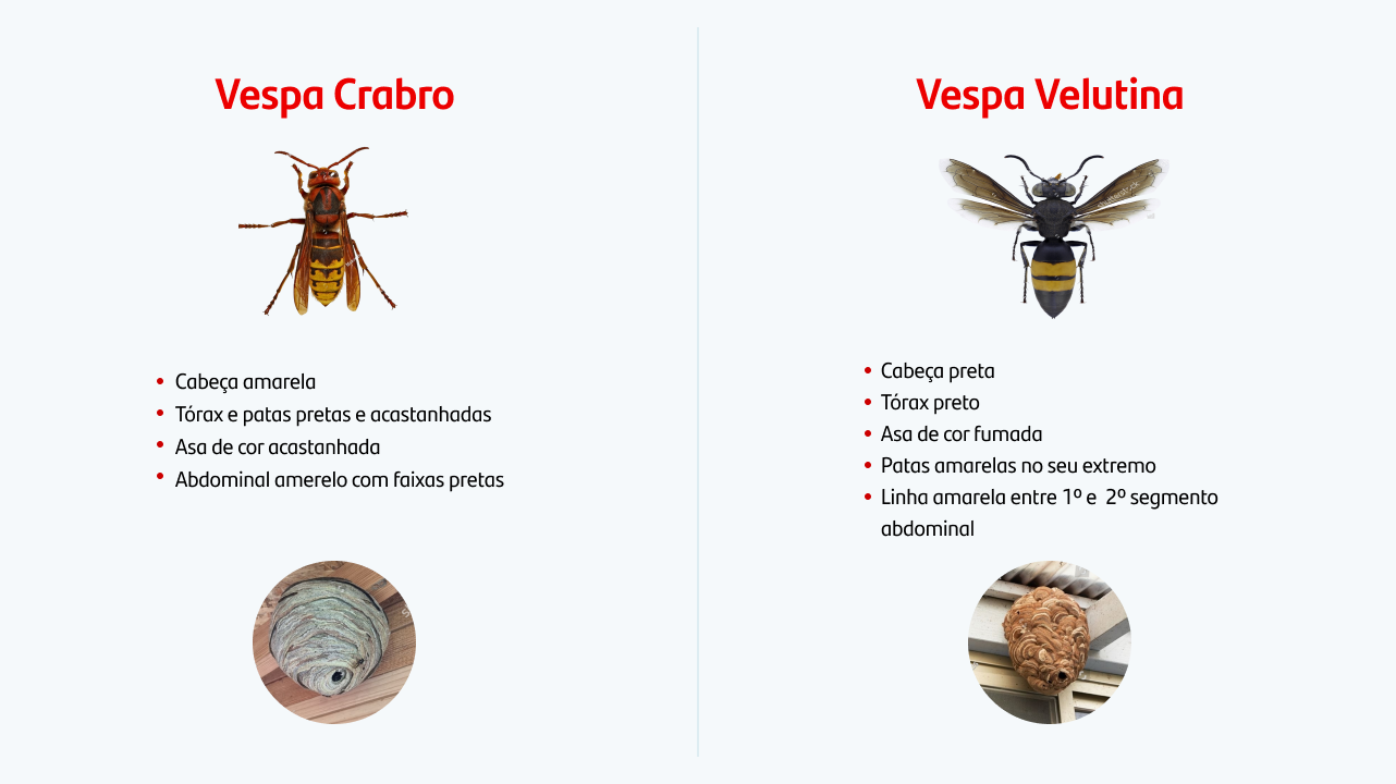 infográfico sobre a vespa asiática