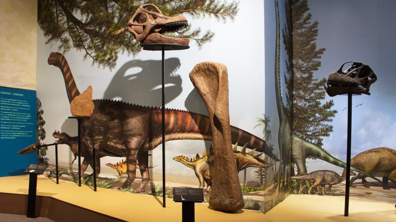 exposição entre dinossauros