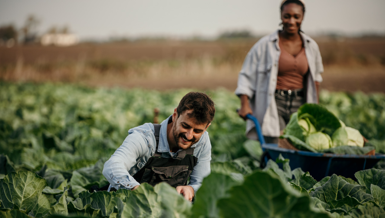 casal a trabalhar em campo agrícola