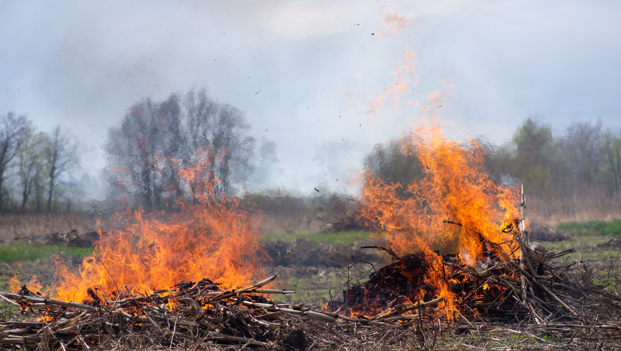 Conjunto de paus a serem queimados