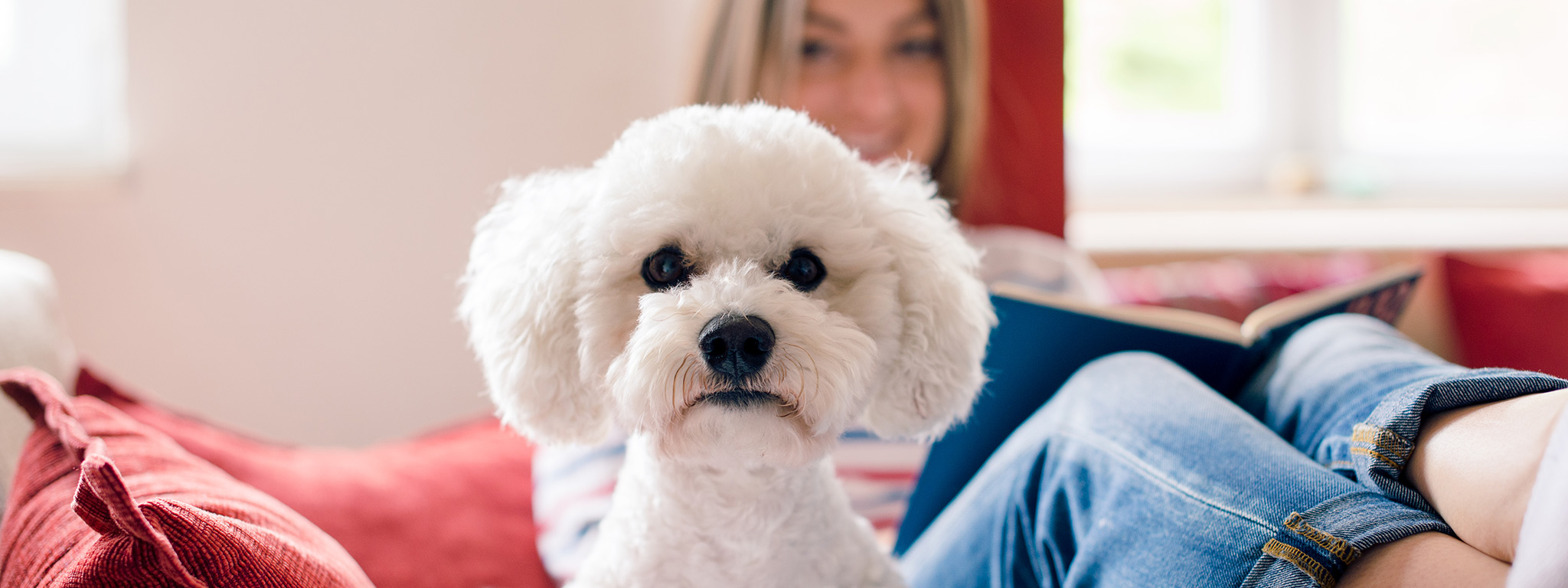 Os melhores cães para viver em apartamentos