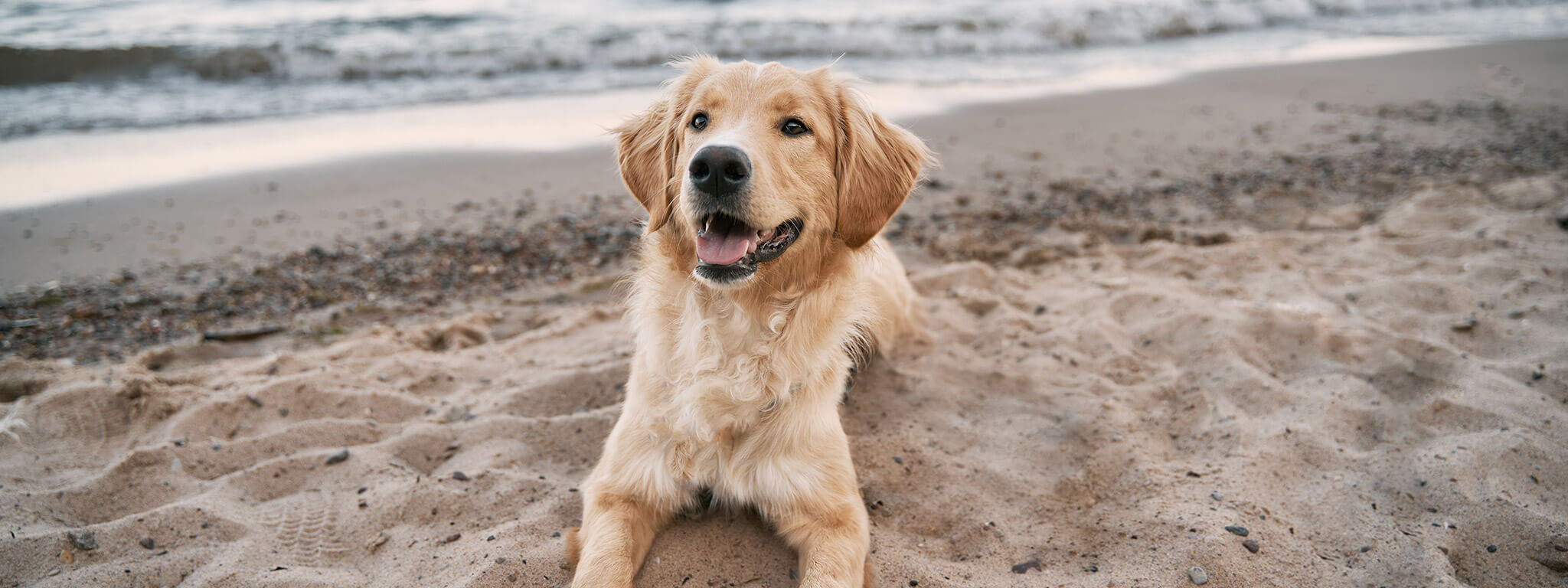 Praias para cães