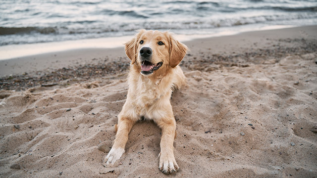 Praias para cães
