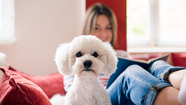 Os melhores cães para viver em apartamentos