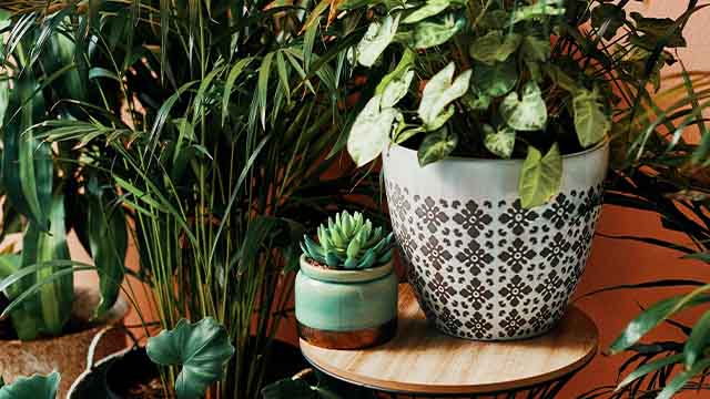 imagem de vasos com plantas variadas